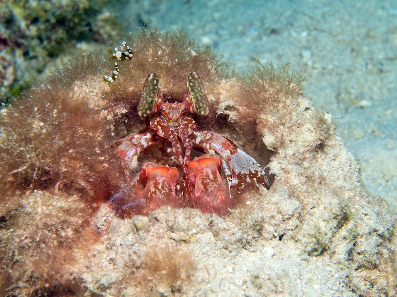 Spearing Mantis Shrimp, House Reef